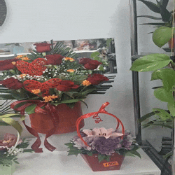 Najbolja cvecara Surcin