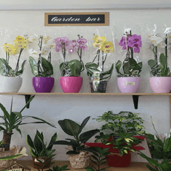 Nova cvećara Rakovica