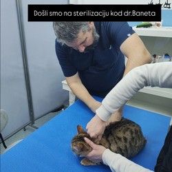 Sterilizacija macke Slavija