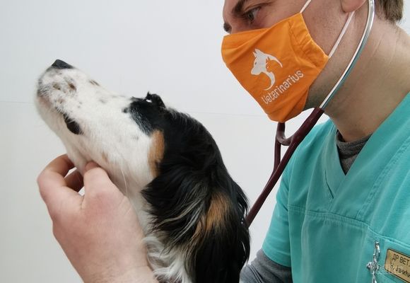 Pregled veterinara Karaburma