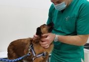 Pregled veterinara Karaburma