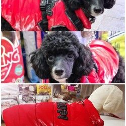 Kvalitetne jakne za pse Tim Pet Shop Stara Pazova
