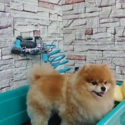 Kupanje psa, Lola Grooming Spa