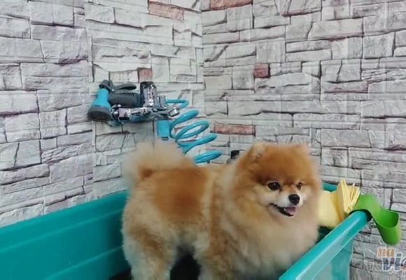 kupanje-psa-lola-grooming-spa-65f69b.jpg