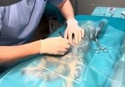 Sterilizacija mačaka Čukarica