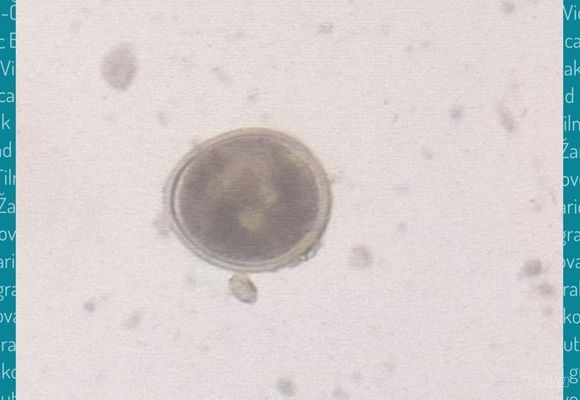 ciscenje-crevnih-parazita-kod-macaka-cukarica-27c883-9bc38247-1.jpg