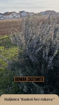 Haljinica za devojčice I bebe od organskog pamuka