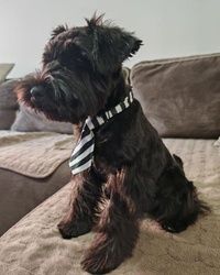 šišanje šnaucera cukarica 