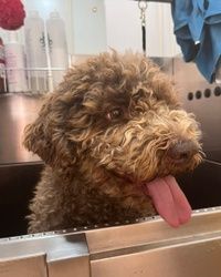 Kompletan tretman LAGOTTO ROMAGNOLO Novi Sad 