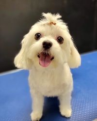 Šišanje pasa do 10kg