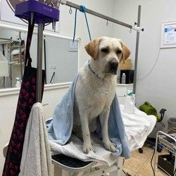 Labrador kupanje i furminiranje Banovo brdo