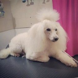 Grooming škola