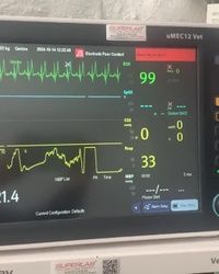 Emergency Stari grad psi, mačke Beograd