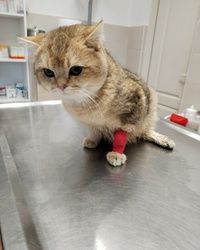 Pankreatitis kod mačaka Čukarica