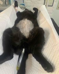 Problematika urinarnih puteva mačaka, Stari grad