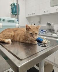 Bolesti štitaste žlezde kod mačke Beograd