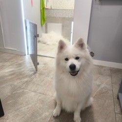 Kupanje pasa Samojed Autokomanda