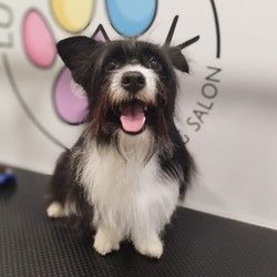 furminiranje-pasa-vracar-5530ae.jpg