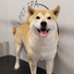 furminiranje-pasa-shiba-inu-vracar-265543.jpg