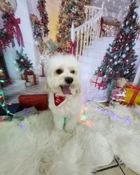 Novogodišnji tretmani