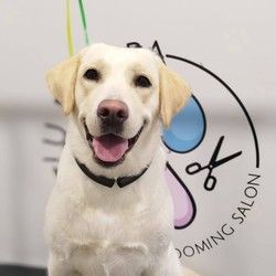 furminiranje-pasa-labrador-vracar-6cefcd.jpg