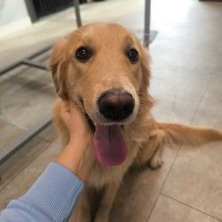 Kupanje pasa Retriver Vracar