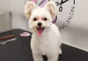 Sisanje pasa Maltipoo Vracar