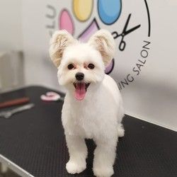 Sisanje pasa Maltipoo Vracar