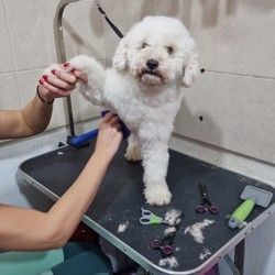 Postani profesionalni groomer 