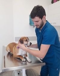 Bolesti štitaste žlezde kod pasa Čukarica