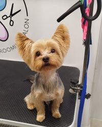 Sisanje pasa Jorki Dusanovac