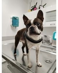 Kušingov sindrom kod pasa Čukarica