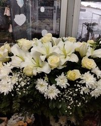 Suza za kovceg