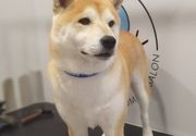 Furminiranje pasa ShibaInu Dusanovac