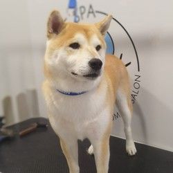 furminiranje-pasa-shibainu-dusanovac-0dbf12.jpg