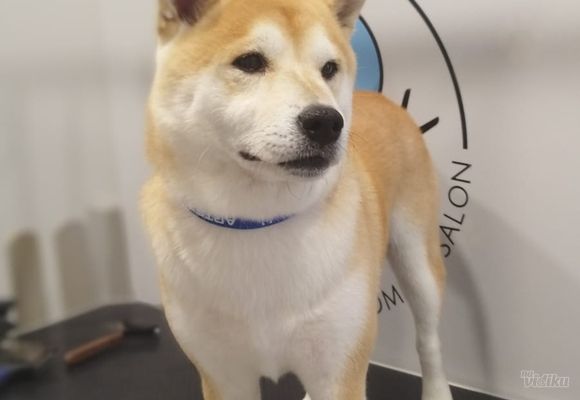 furminiranje-pasa-shibainu-dusanovac-0dbf12.jpg