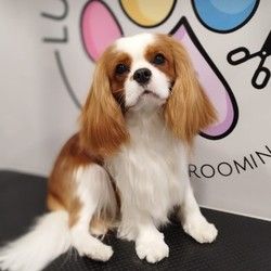 furminiranje-pasa-vracar-28d3b5.jpg