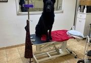 Kupanje i furminiranje velikih pasa Banovo brdo