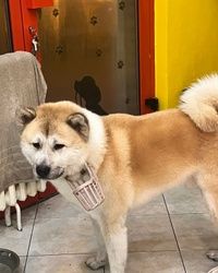 Kompletan tretman Akita Novi Sad