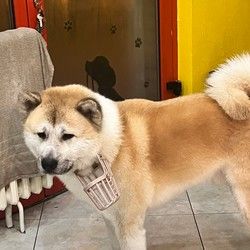 Kompletan tretman Akita Novi Sad