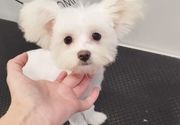 Sisanje pasa Maltipoo Autokomanda