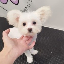Sisanje pasa Maltipoo Autokomanda