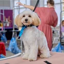 Zašto da izabereš Grooming školu Leni 
