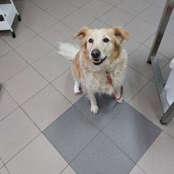 Vakcinacija pasa i mačaka Cerak Žarkovo