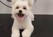 Sisanje pasa Maltipoo Autokomanda