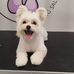 Sisanje pasa Maltipoo Autokomanda