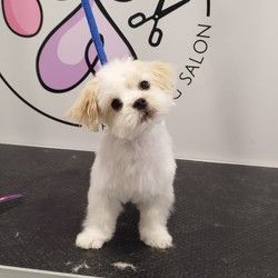 Sisanje stenaca Maltipoo Autokomanda