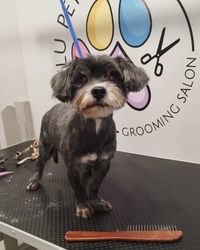 Sisanje pasa Autokomanda