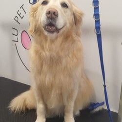 furminiranje-pasa-retriver-vracar-437138.jpg