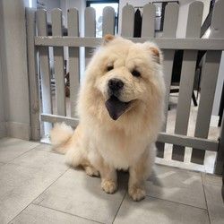 Furminiranje pasa ChauChau Autokomanda